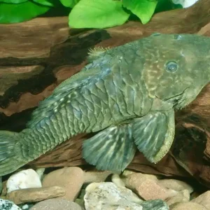 Mega-Angebot Breitkopf Harnischwels (L56 Parancistrus auranthiacus)